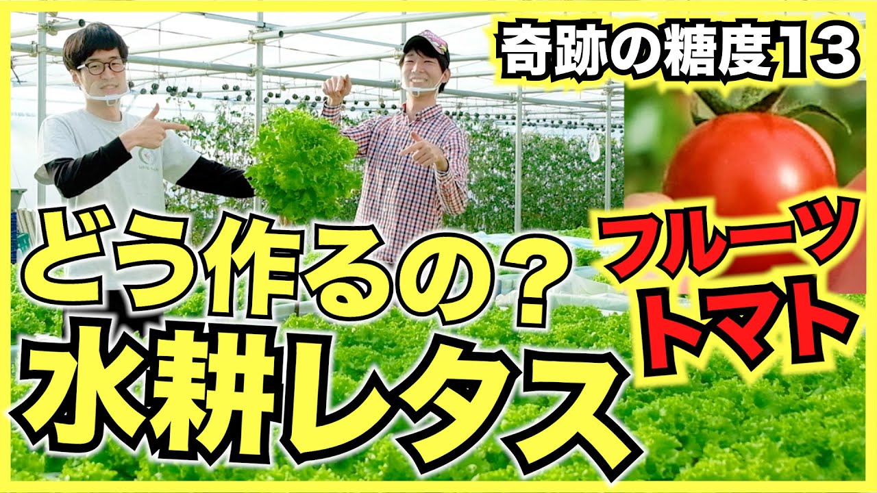 【水耕栽培】レタスを水耕栽培,糖度13度のフルーツトマトを育てる悠々ファームを見学！脱サラして手作りで作ったビニールハウスと自動化装置で農業
