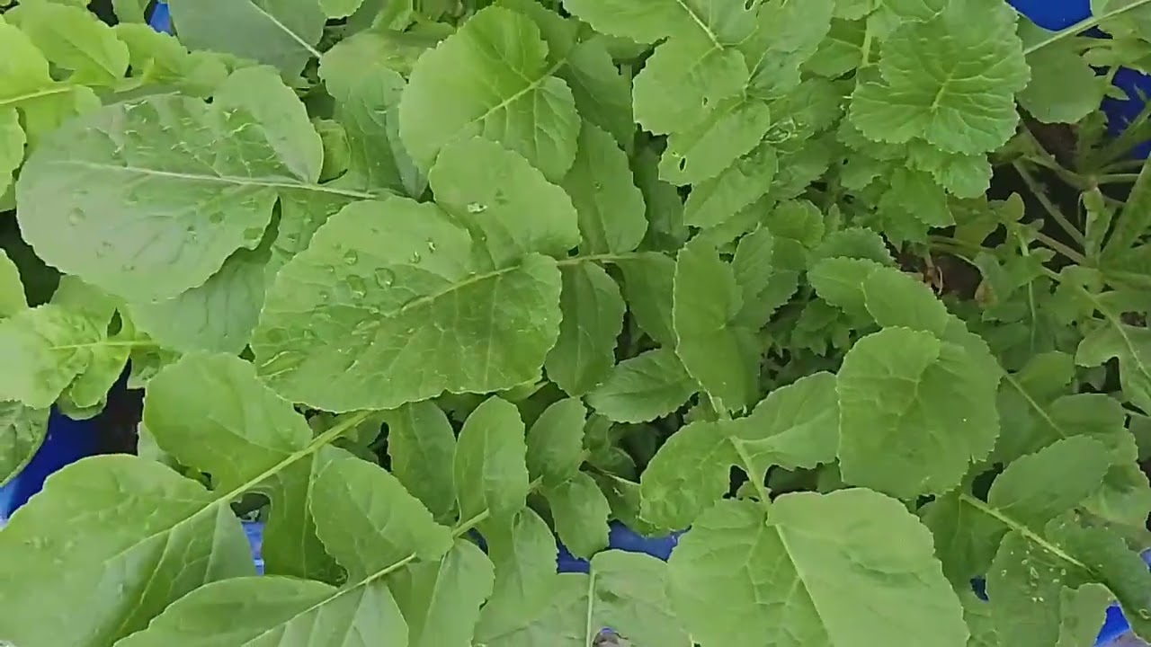My Terrace Garden 1