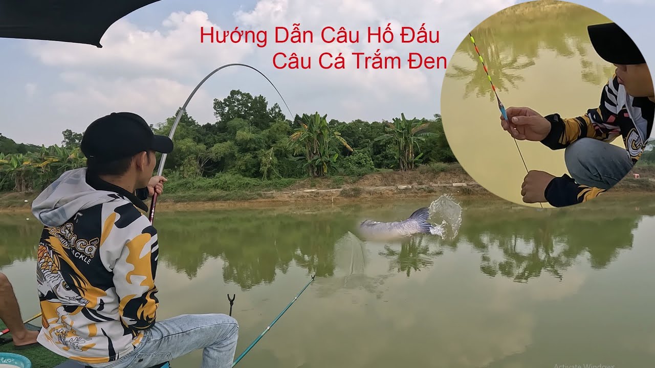 Hướng Dẫn Câu Hố Đấu Câu Trắm Đen Chi Tiết Cho Người Mới