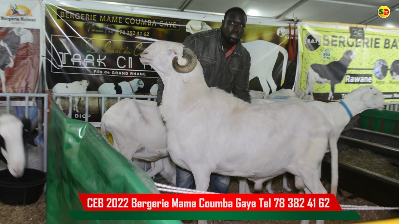 CEB 2022: Ndiamé  Fall  