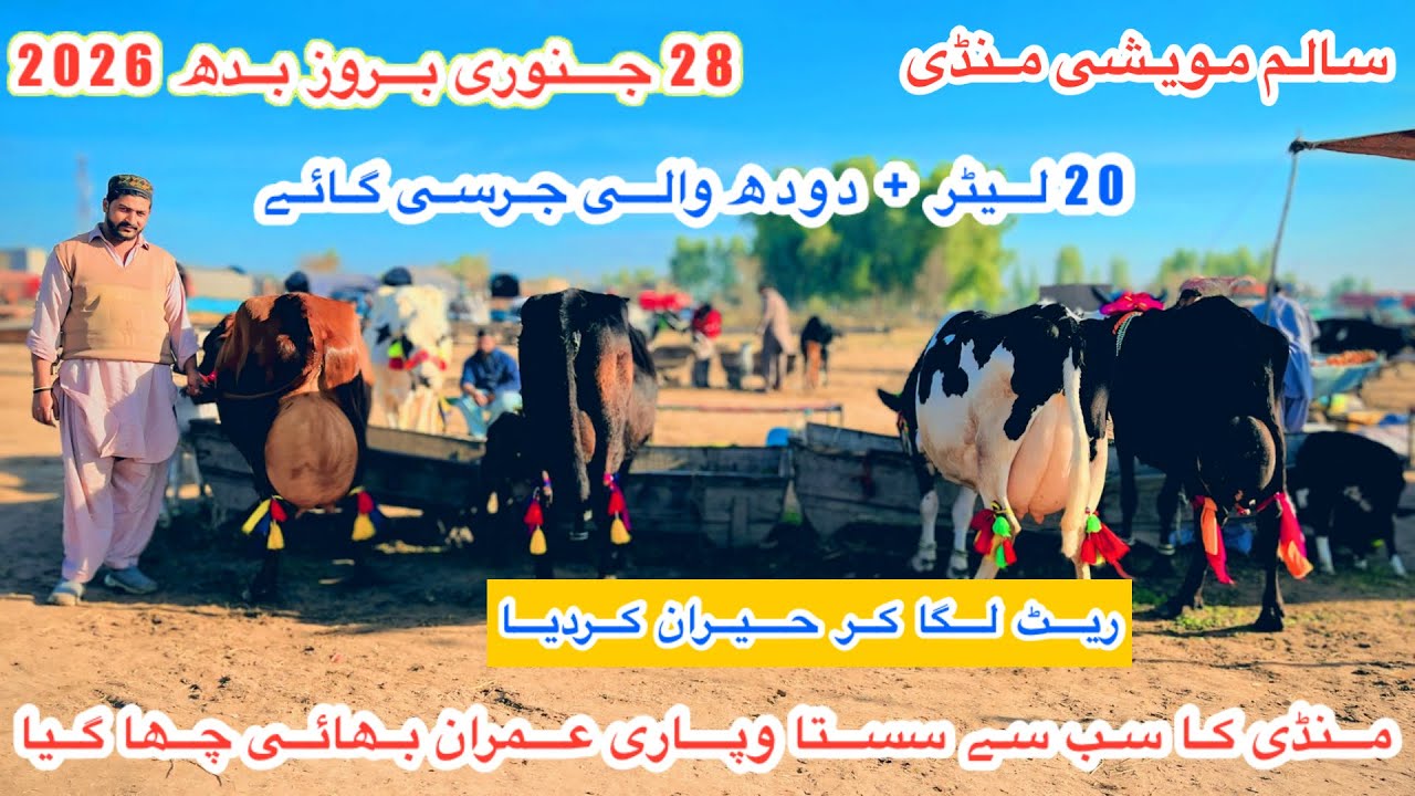 Salam Mandi Bhalwal | Jersey Cows Fresh Rates And Updates | Janwar Mandi Pakistan | 28 January 2026
