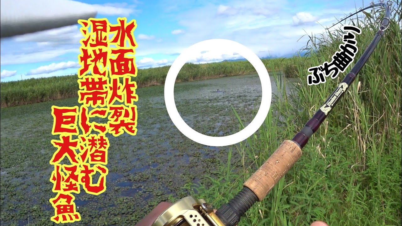 【雷魚】巨大湿地帯の人食い雷魚。遠征最終日、泣きの半日で魅せた奇跡の瞬間。モンスター雷魚2連発 snake head fishing in Japan