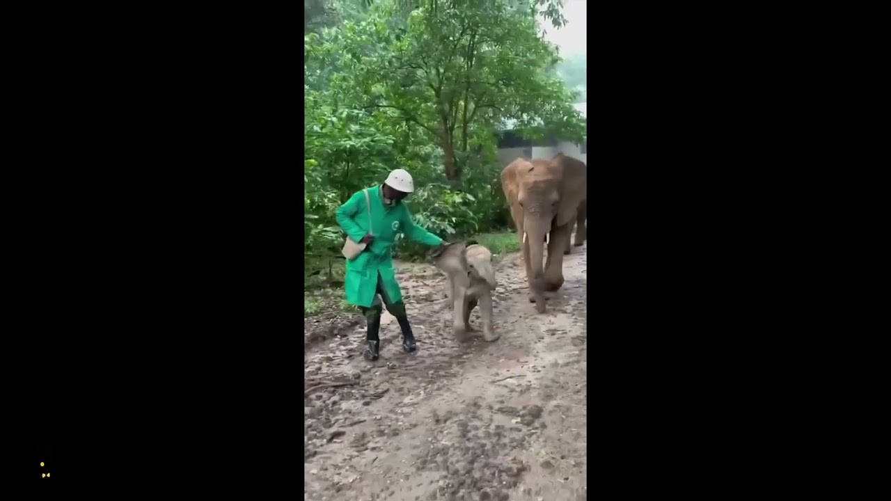 LoL Baby Elephant wants to be Leader of the Heard