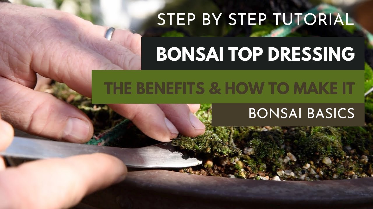 How to make top dressing for bonsai