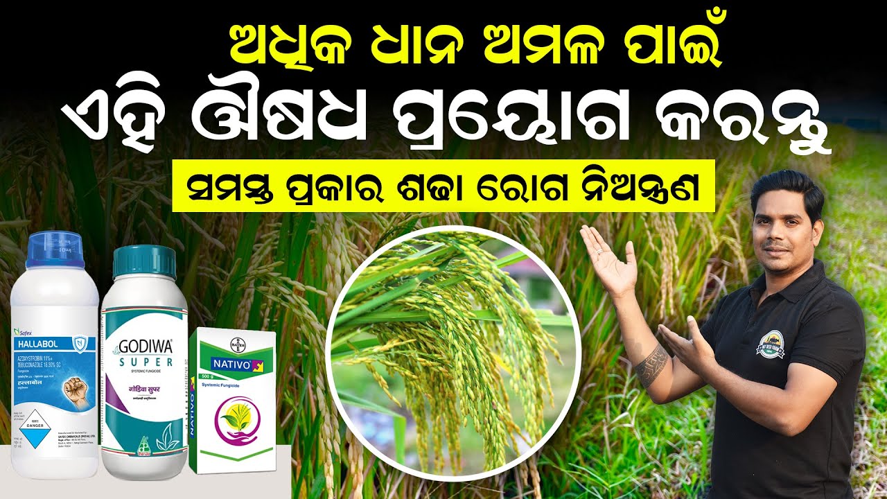 Dhana chasa re sara prayoga | ଶଢା ରୋଗ ନିଅନ୍ତ୍ରଣ କେମିତି କରିବା | Dhana chasa video odia
