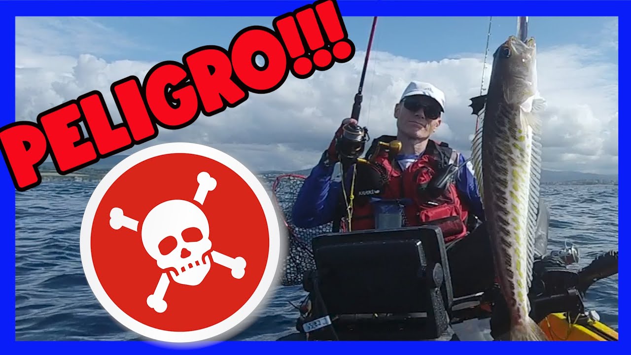 🛑 CUIDADO con la PICADURA PEZ ARAÑA, Que Hacer si te Pica❓