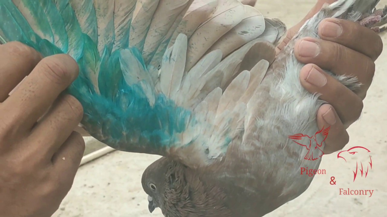 Baazi ka rang laga huwa lal tamda kabutar pakda | lockdown ka chautha shikaar🤪 | catching pigeon