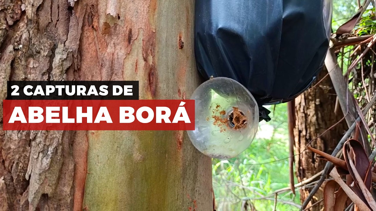 Revisão das capturas de abelhas sem ferrão 🐝 Jataí, Mandaguari, Tubuna e Borá