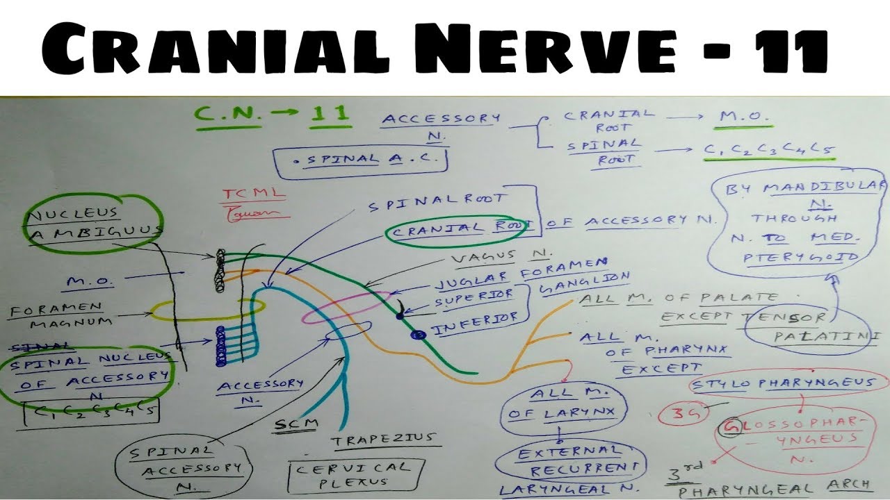 Cranial Nerve - 11 | Accessory Nerve | Neuro Anatomy | TCML