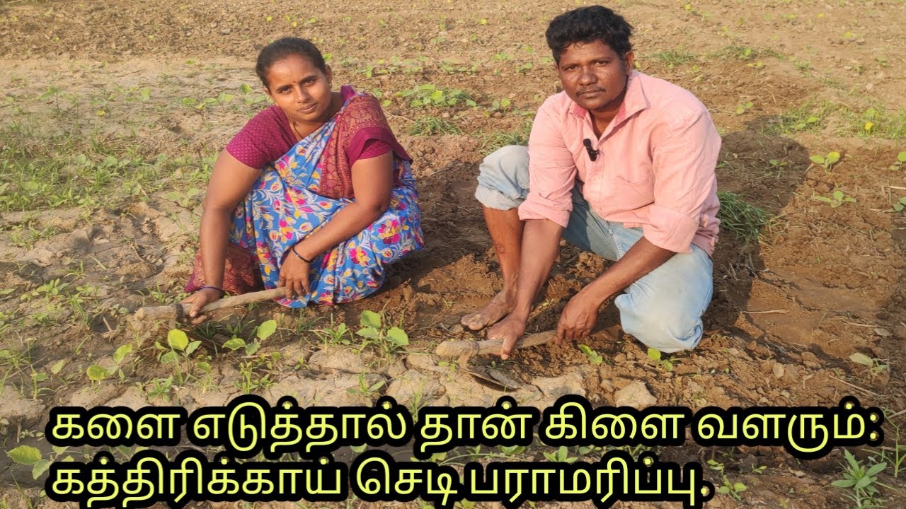 Brinjal plant care