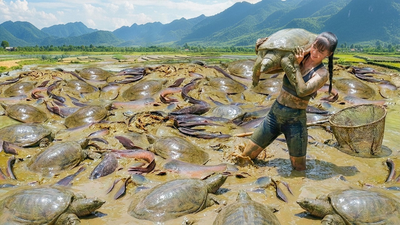 TEMILAPSE -- 222 Days Of Catching Turtles And Catfish From Deep Ponds To Sell At The Market