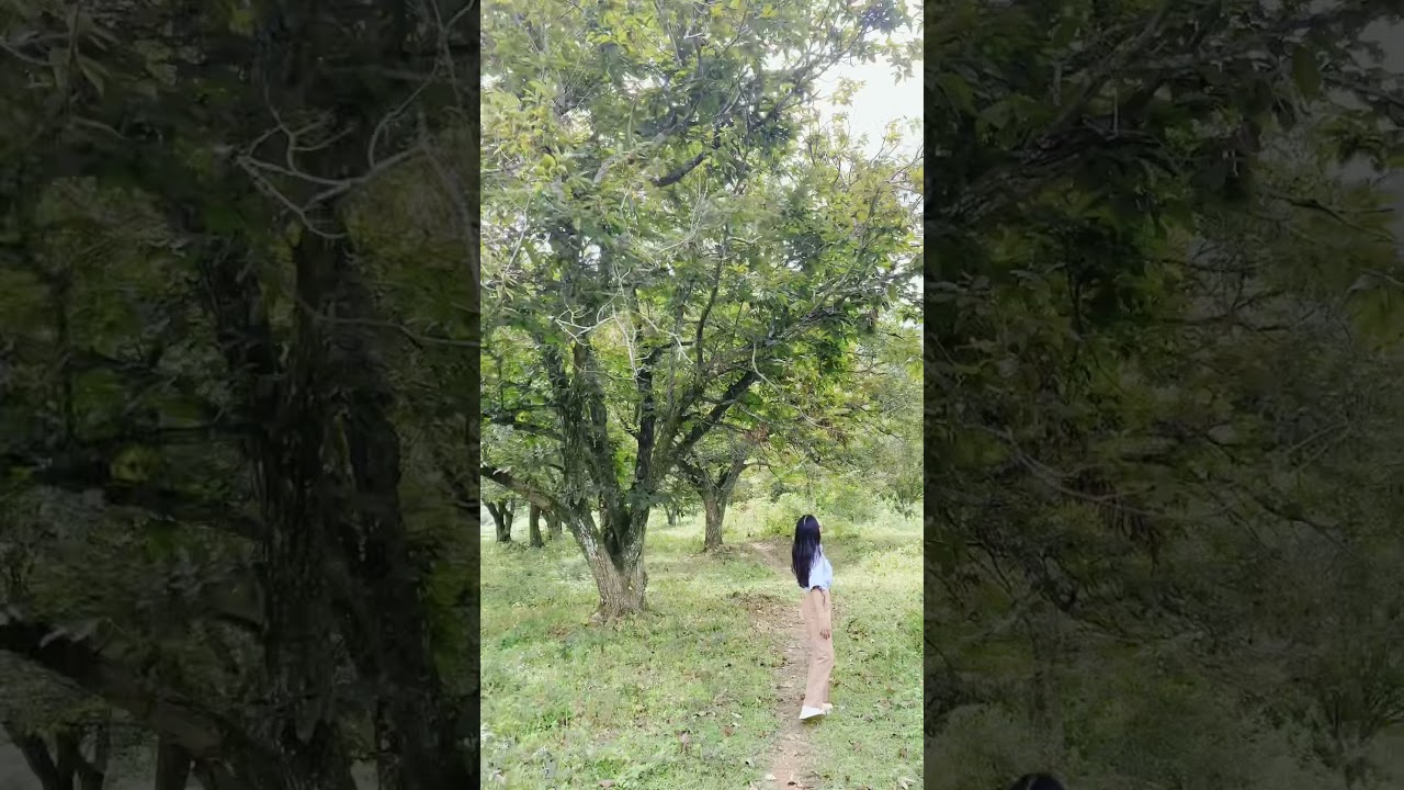 Cây hạt dẻ cổ thụ tại Chí Viễn - Trùng Khánh | Review Cao Bằng