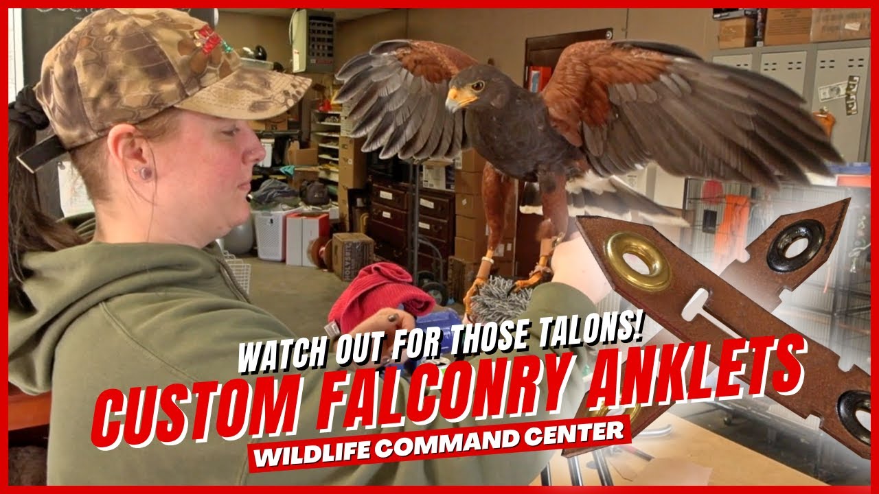 How To Make Falconry Anklets | Wildlife Command Center - Ep. 5