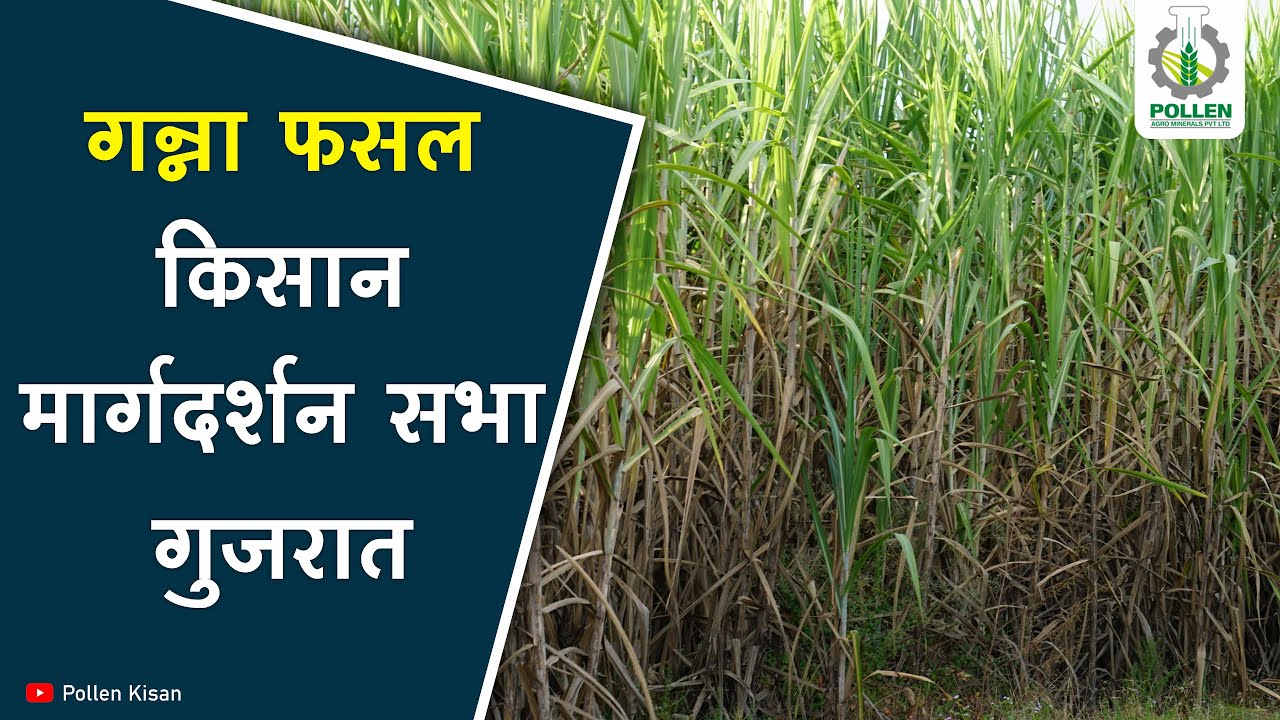 गन्ना फसल | किसान मार्गदर्शन सभा गुजरात | Pollen Kisan