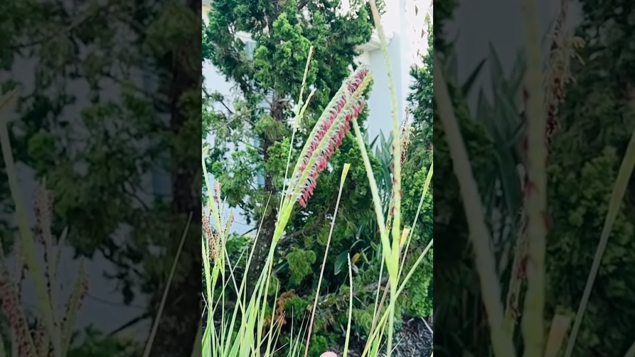 Slow motion seed explosion