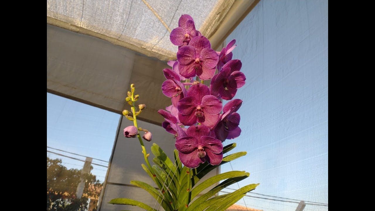 Proteja seu orquidário no inverno!