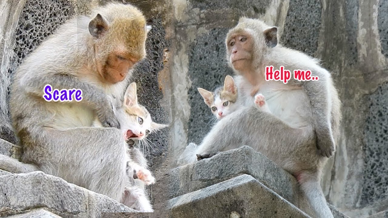 Very pitiful baby Kitty hungry so much - Adult monkey take cat far away for 4hours
