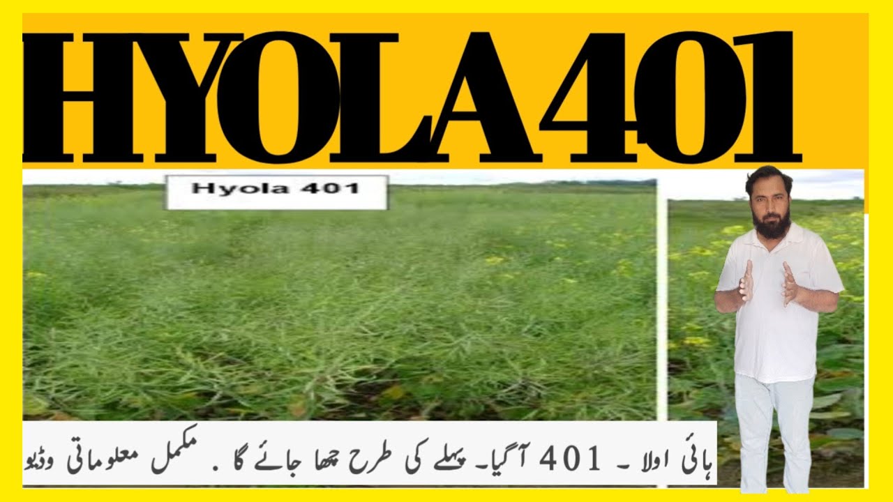 Hybrid canola Hyola- 401 2023  How much to grow|| LCi || ICI  features  Hyola 401