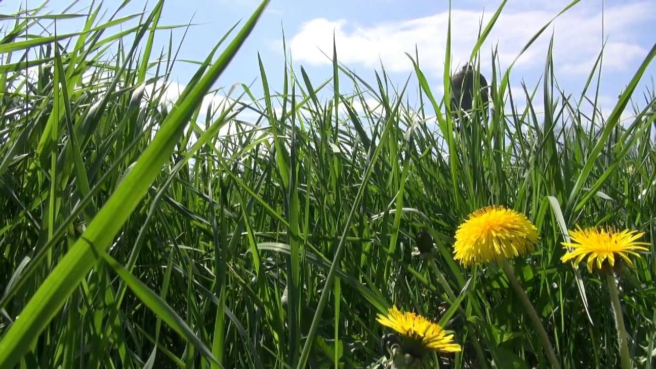 Lanstroper Ei - Das Geheimnis eines Wassertums in Dortmund-Grevel (2013)