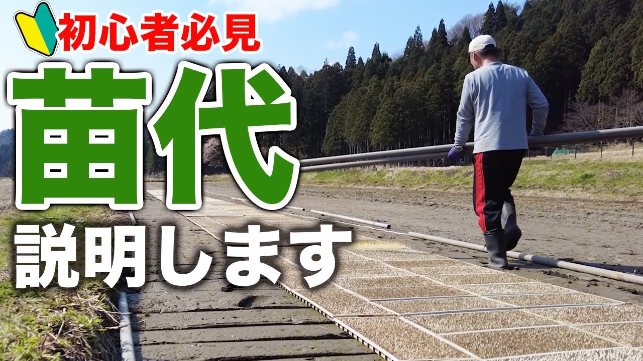 初心者必見！苗代のやり方説明します！(RICE IS COMEDY®︎)