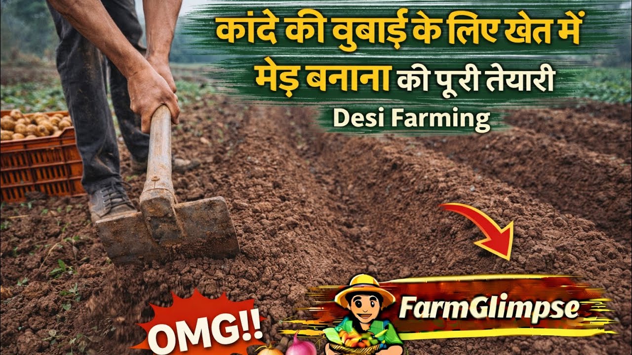 आलू निकालने के बाद खेत में मेड़ बनाना 🌾 | कांदे की बुवाई की पूरी तैयारी | Desi Farming | FarmGlimpse