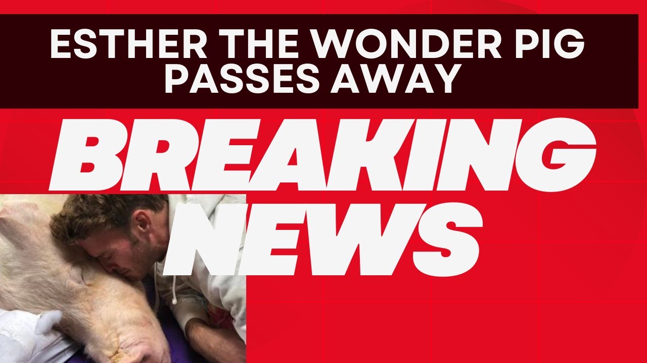 Esther The  Wonder Pig Sadly Passes Away