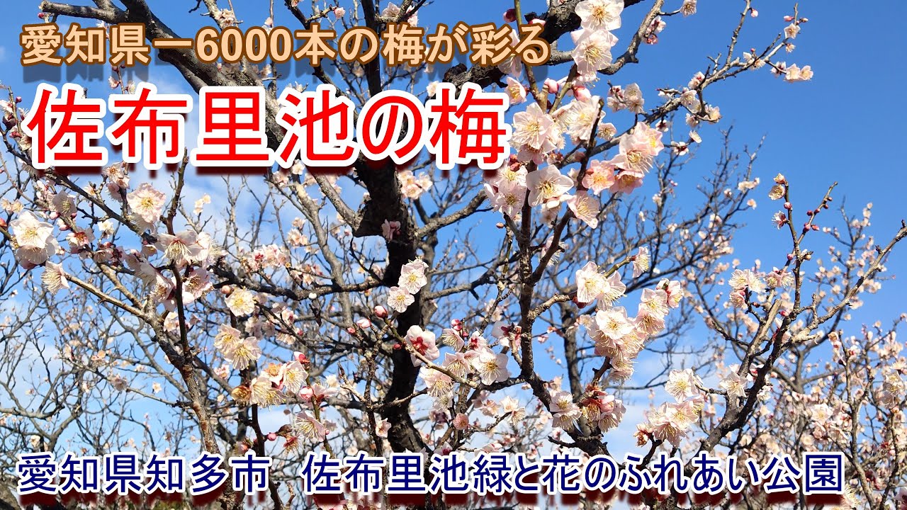 【愛知県一6000本の梅が彩る】佐布里池の梅【佐布里池緑と花のふれあい公園】