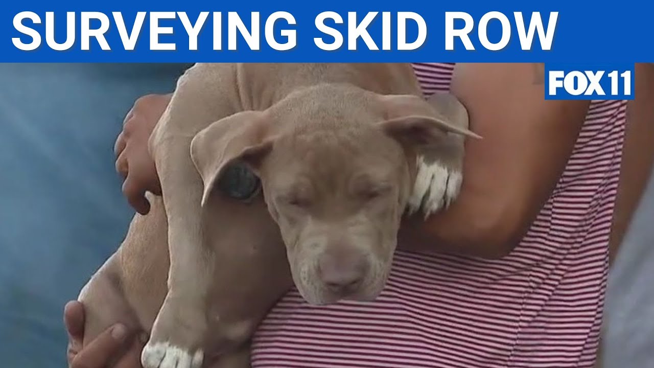 LA community cracking down against animal abuse on Skid Row | FOX 11 LA