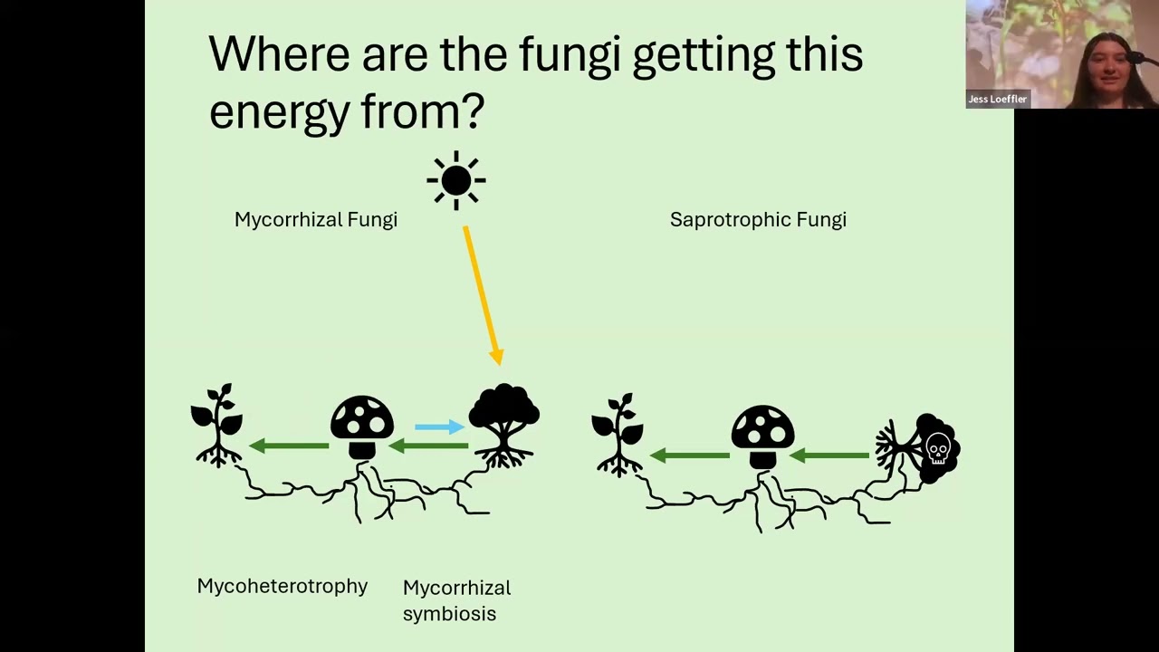 Jess Loeffler: The fungi that feed plants