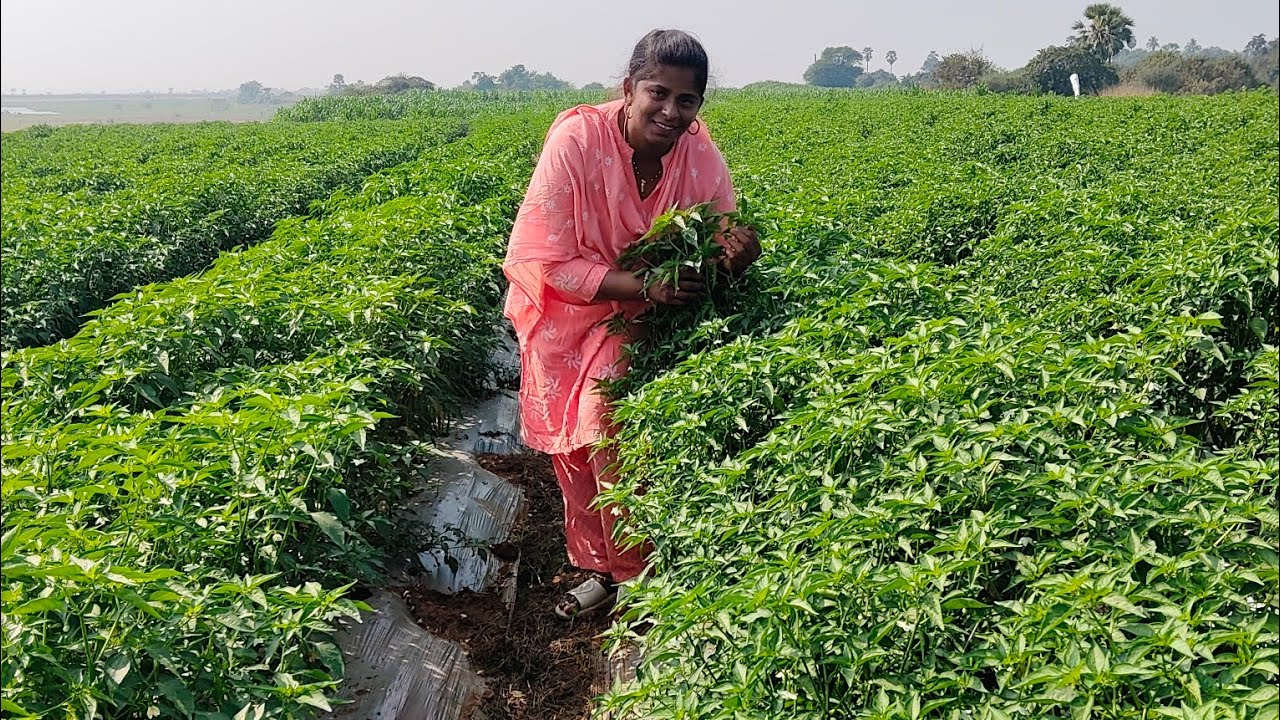 మాఊరి నేచర్ అందాలు చూద్దామా🌳🌊#ప్లీజ్  సపోర్ట్ మీ 🥰🥰🙏🏻🙏🏻