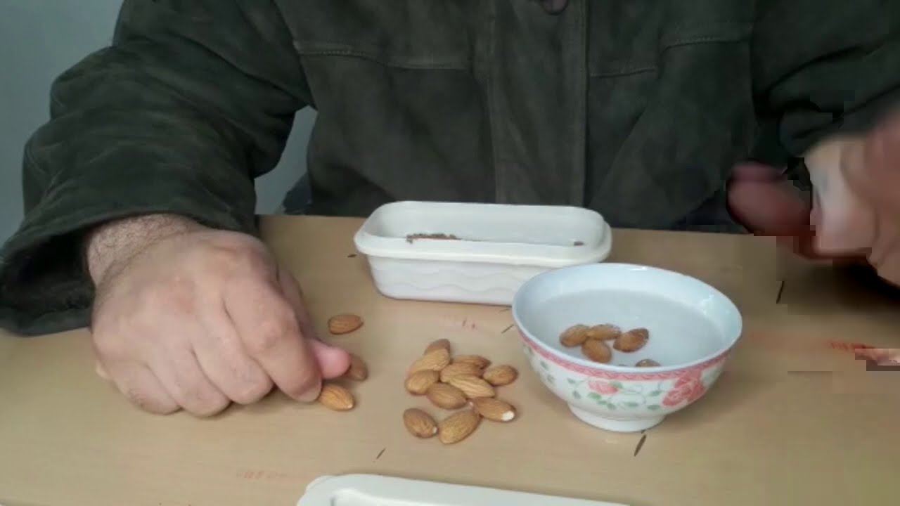 اللوز ب 3 جنية تزرع (أحلى مكسرات) فى المنزل والحديقة Prunus dulcis حلقة 400