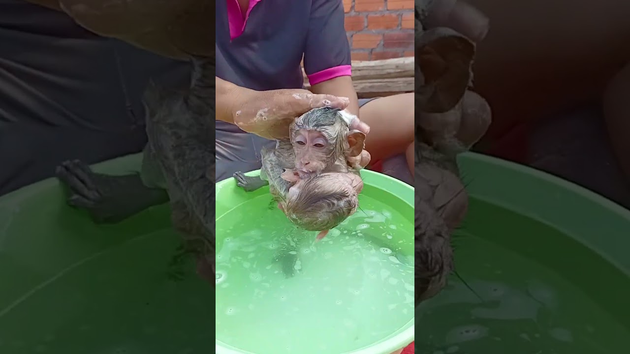 Gently Washing Adorable Baby Monkeys In Soap