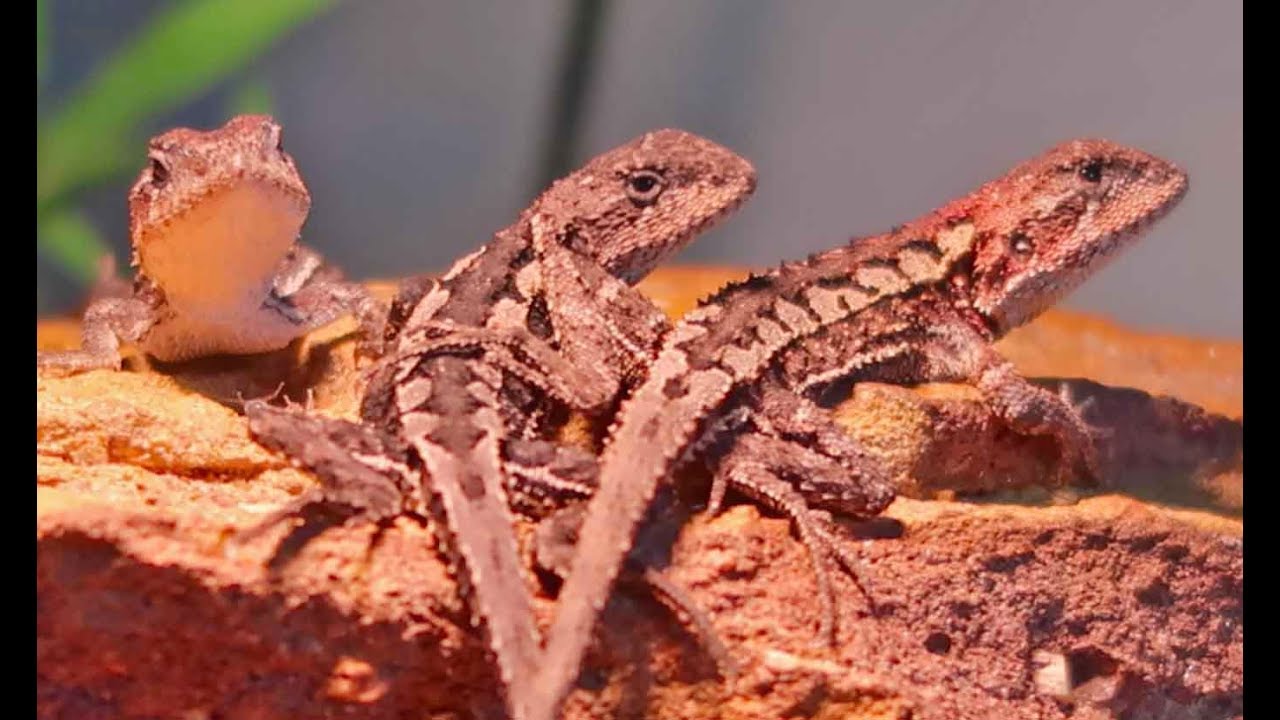 NEW REPTILES! Mountain Heath Dragons
