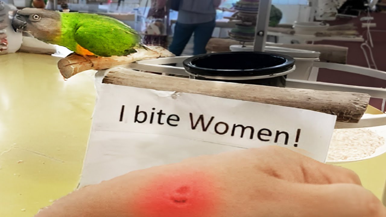 r/AccidentalAlly | Trans-affirming misogynist parrot