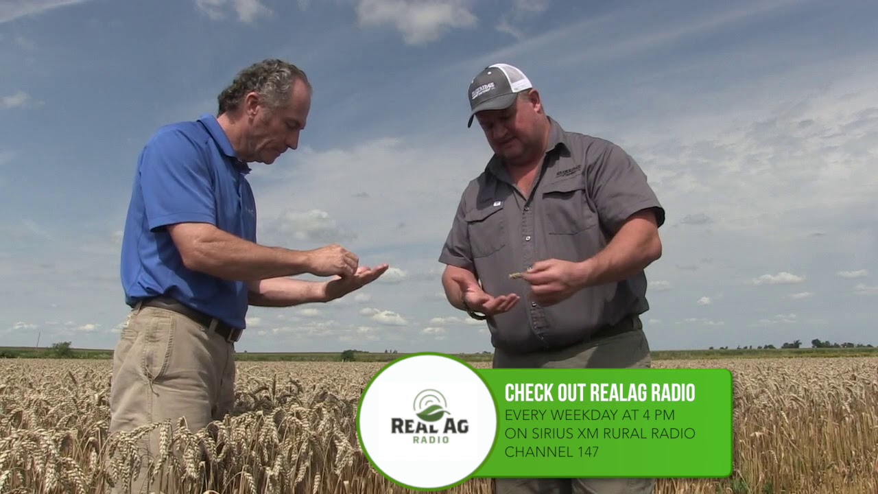 Wheat School -  Real Wheat Growers -  Shawn Schill