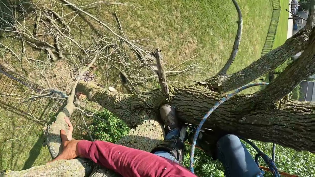 Derribando árbol seco completamente solo, sin ayuda suscribete 👍