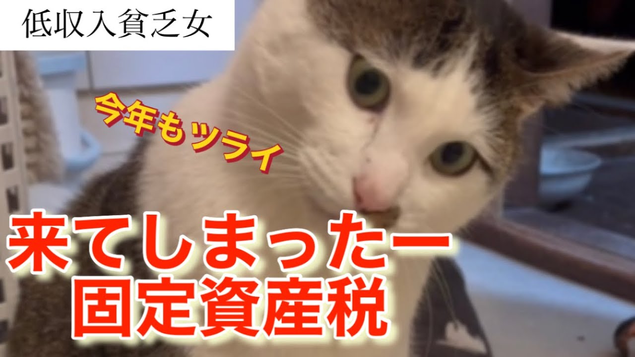 【猫と貧乏女】今年もこの時期が、やってきました。貧乏人には、つらいです。