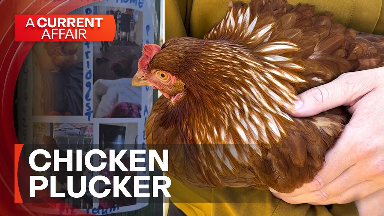 Four backyard chooks have vanish, one is left standing | A Current Affair