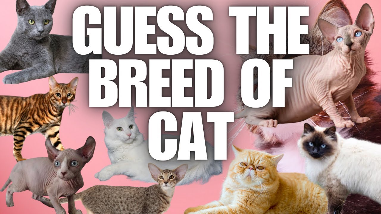 Name the Breed of Cat from a Photo [Quiz Mix Challenge]