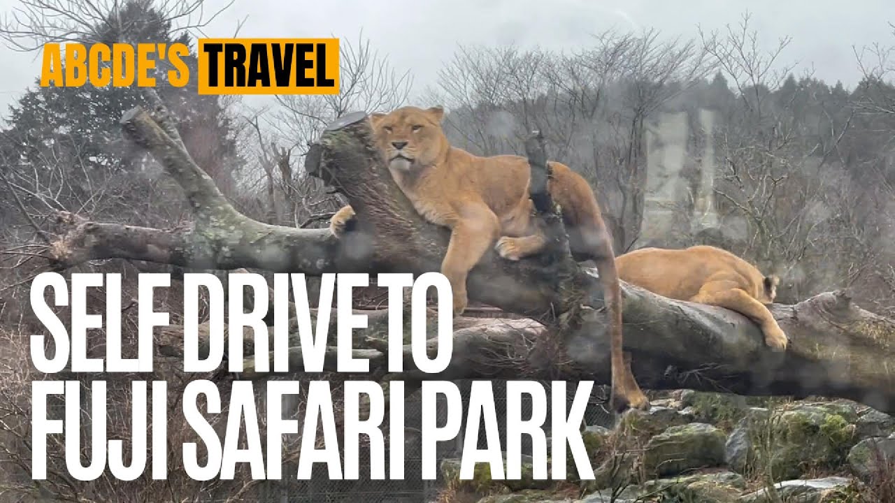 Self Drive to Fuji Safari Park Japan