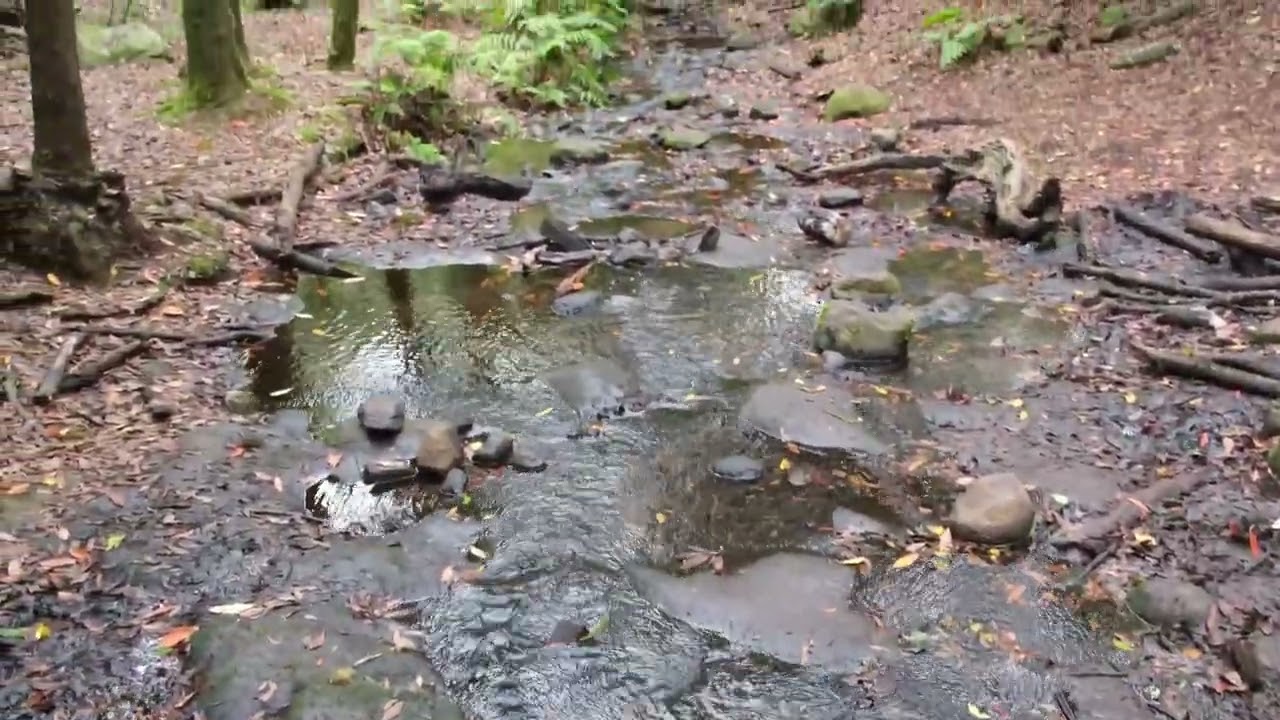 Arroyo en El Bosque del Cedro