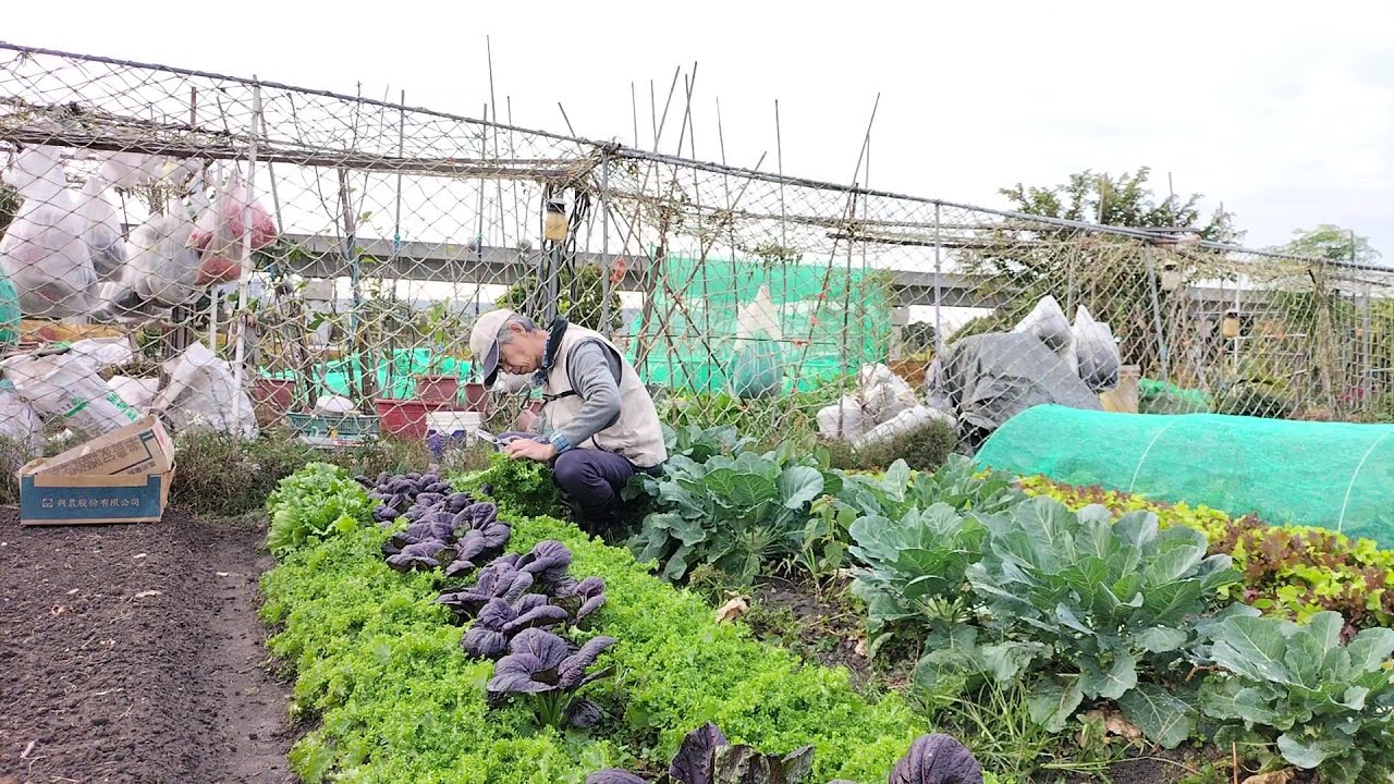 [狐狸菜園] 冷氣團來襲 蔬菜果然長得不錯 又是實現蔬菜自由的一天 organic vegetables harvesting 