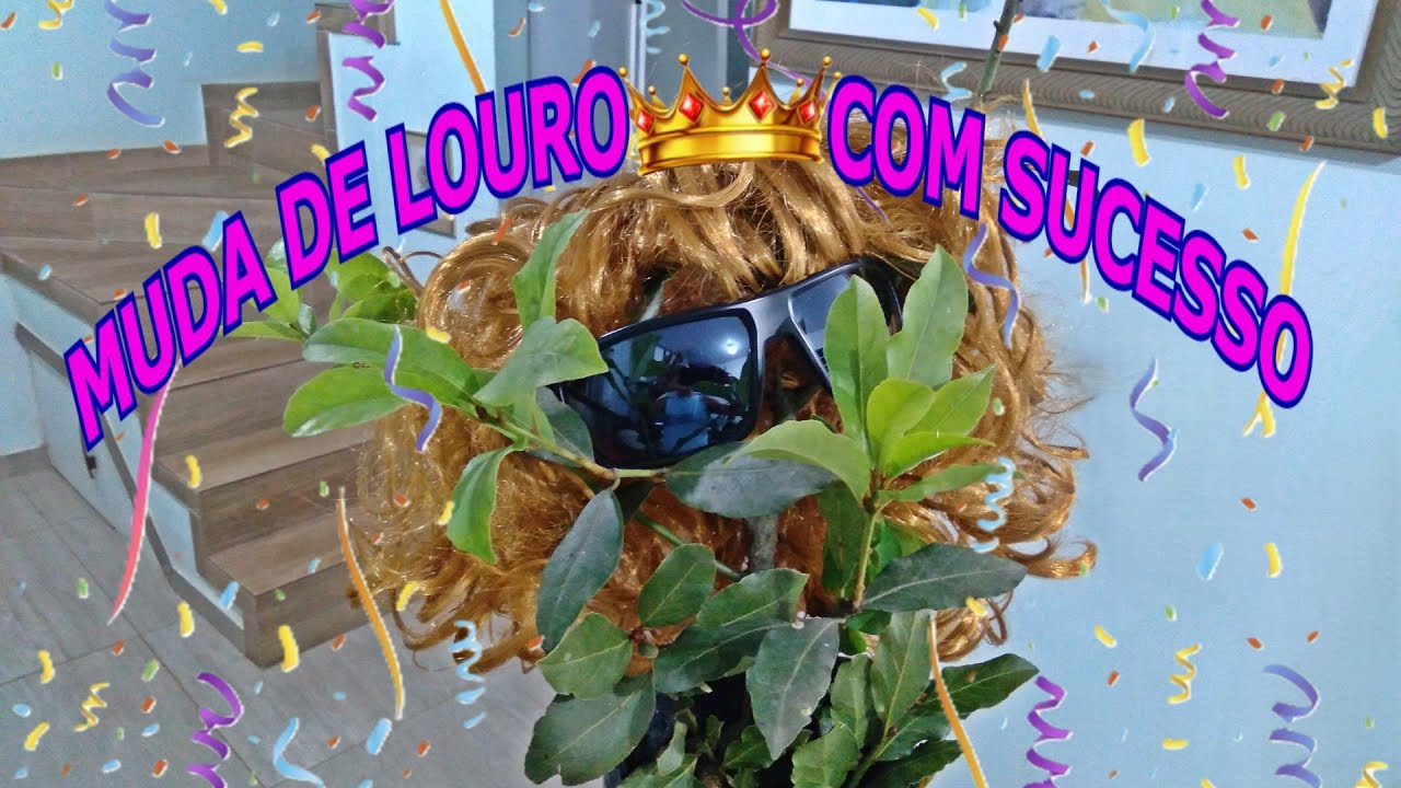 MUDA DE LOURO — Alporquia com Enraizador Caseiro! Super Top!