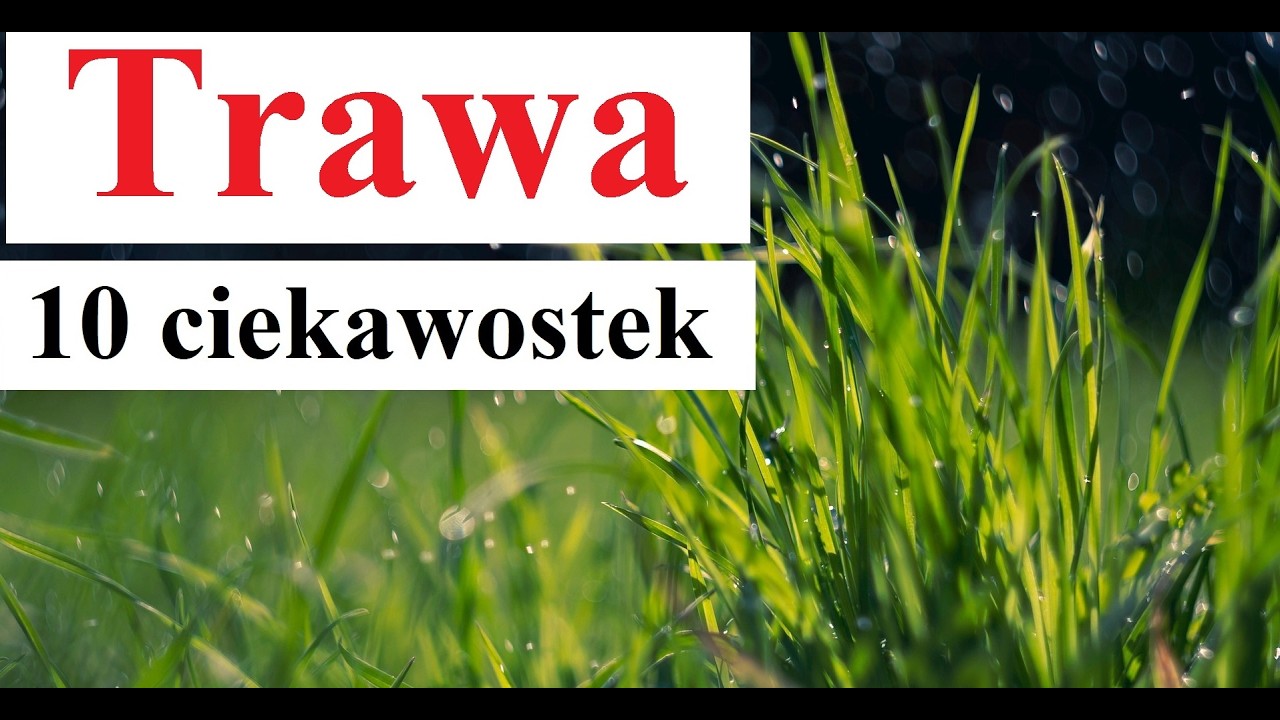 Trawa - 10 ciekawostek