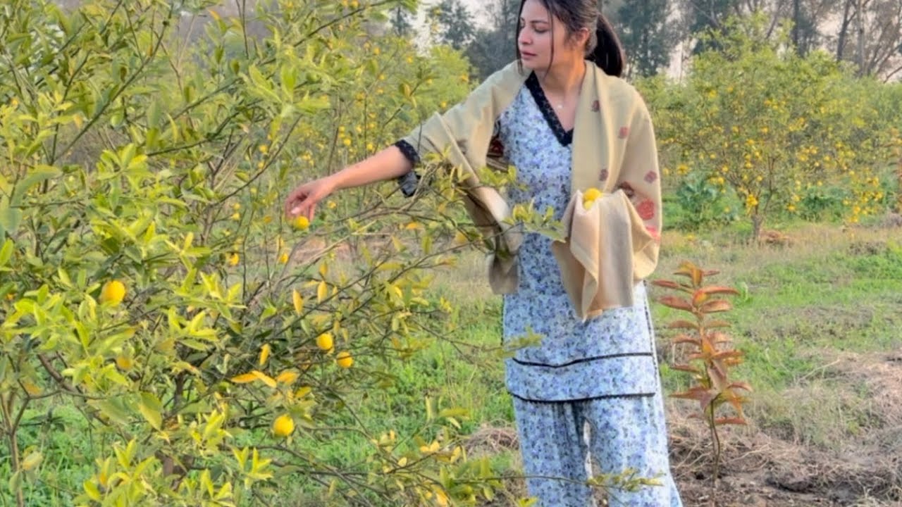 ਨਿੰਬੂ ਪਕ ਗਏ 🍋🍋।।sade khet