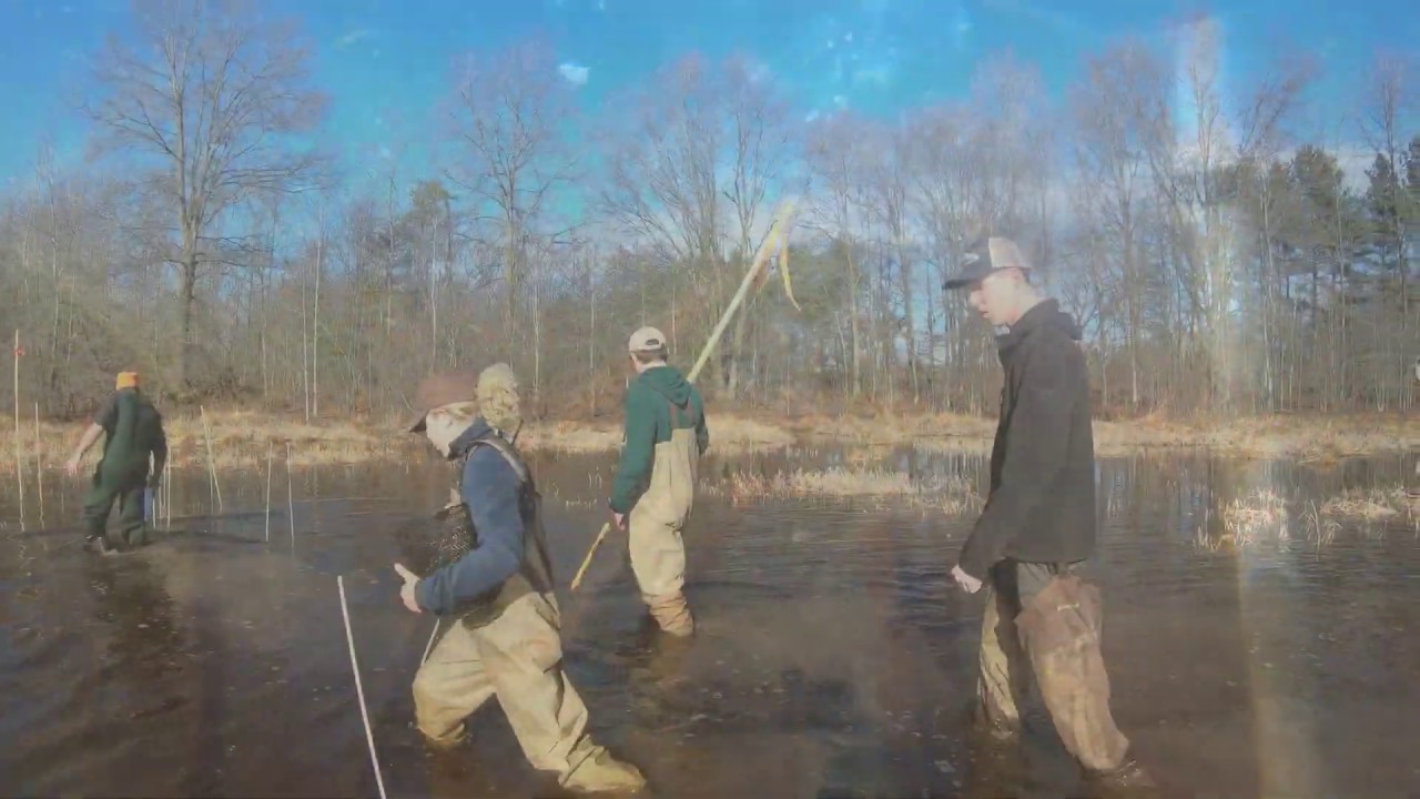 Return to the Delmarva Bays - In Search of Tiger Salamanders