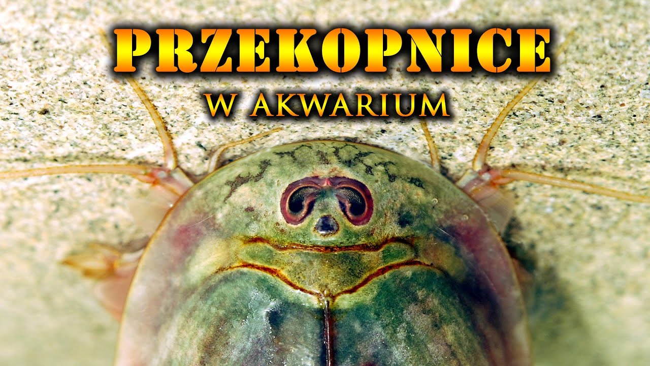 PRZEKOPNICE | Prehistoryczne Stworzenia w Akwarium💦