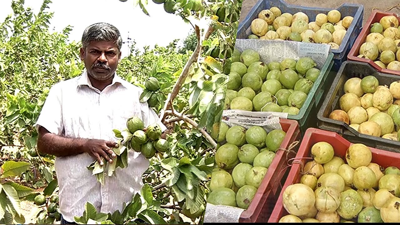 கொய்யா சாகுபடி எளிது...செலவும் குறைவு... | வளர்சோலை | மலரும் பூமி 13/09/19