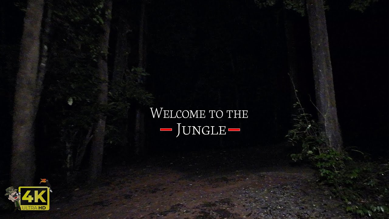 Welcome to the Jungle. Night Walk. Relaxing Walk. Forest Walk. ASMR?