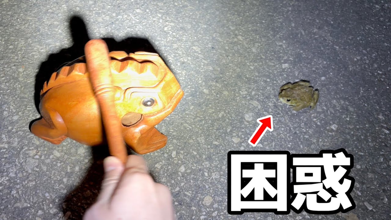 交通費10万円かけて野生のミヤコヒキガエルに木魚を聞かせに行った結果…